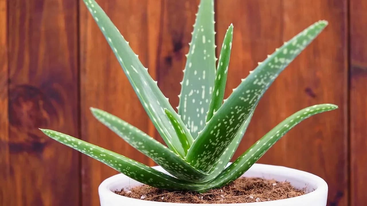 Evde Doğal Eczane: Aloe Vera Bitkisi En Sağlıklı Şekilde Nasıl Çoğaltılır?