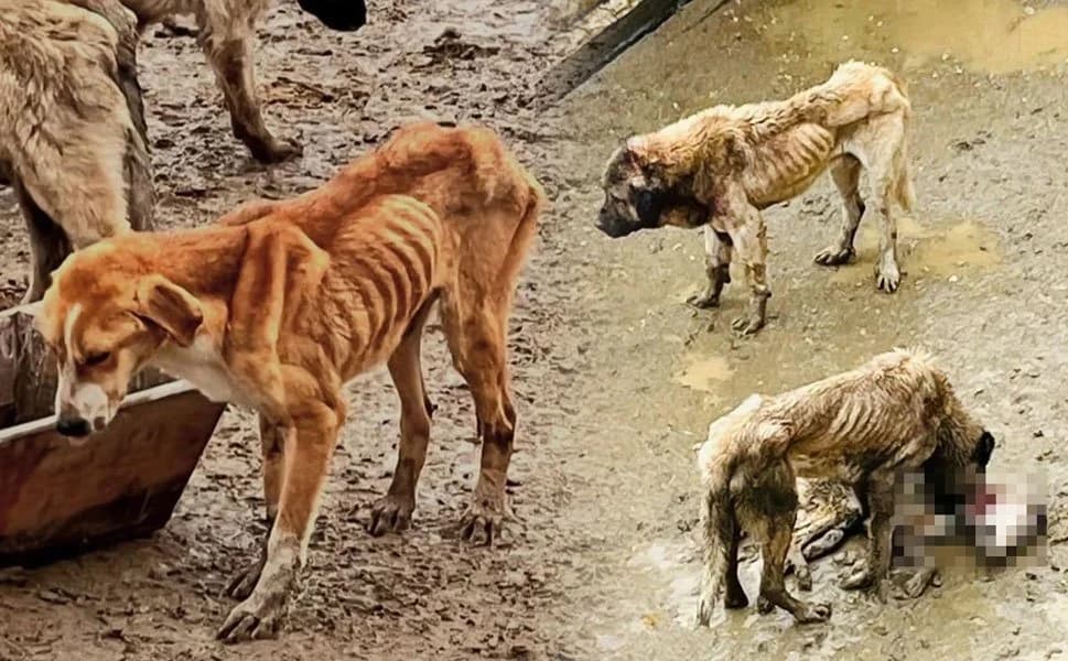 Bozüyük Hayvan Barınağında Vahşet İddiası: Aç Kalan Köpekler Birbirini Yedi