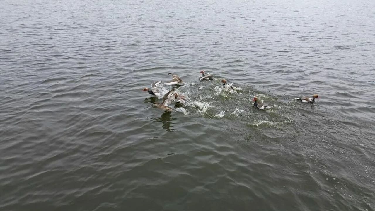 Afyonkarahisar'ın Doğal Mirası Eber Gölü Son Yağışlarla Yeniden Hayat Buldu