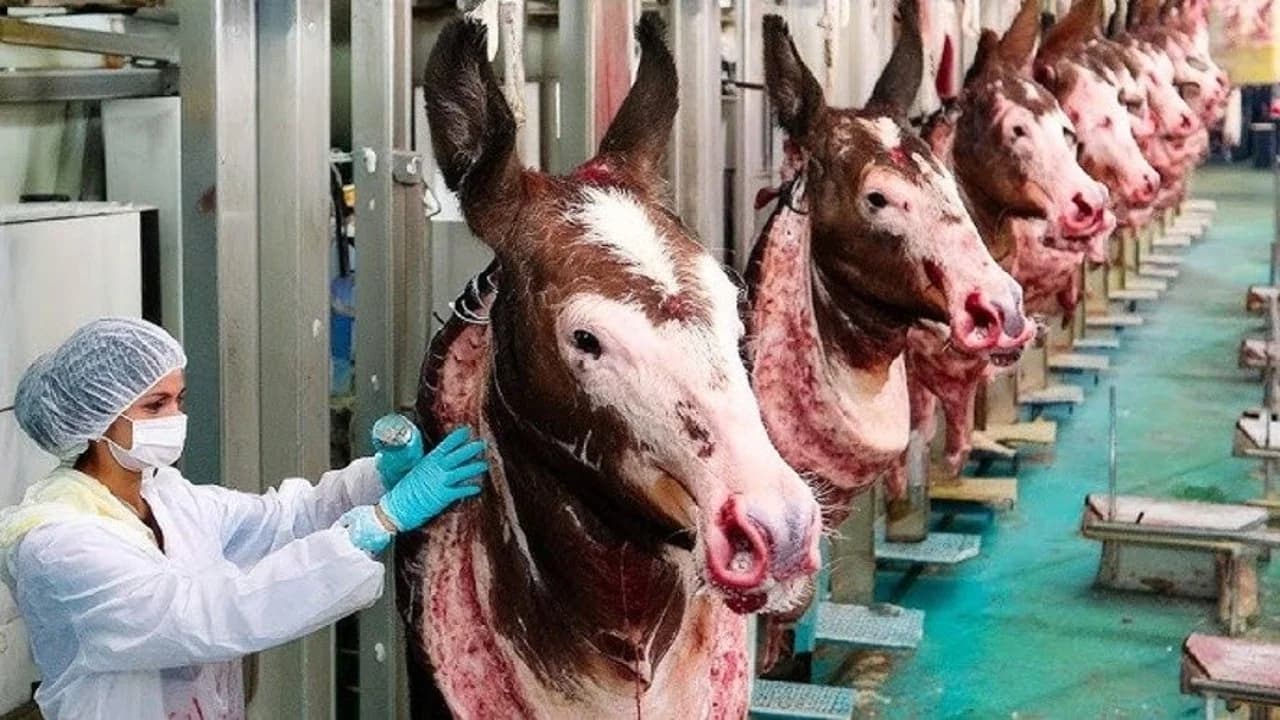 Bakanlığın Son İfşa Listesinde 'Eşek Eti' Skandalı: Afyonkarahisar Temiz Çıktı