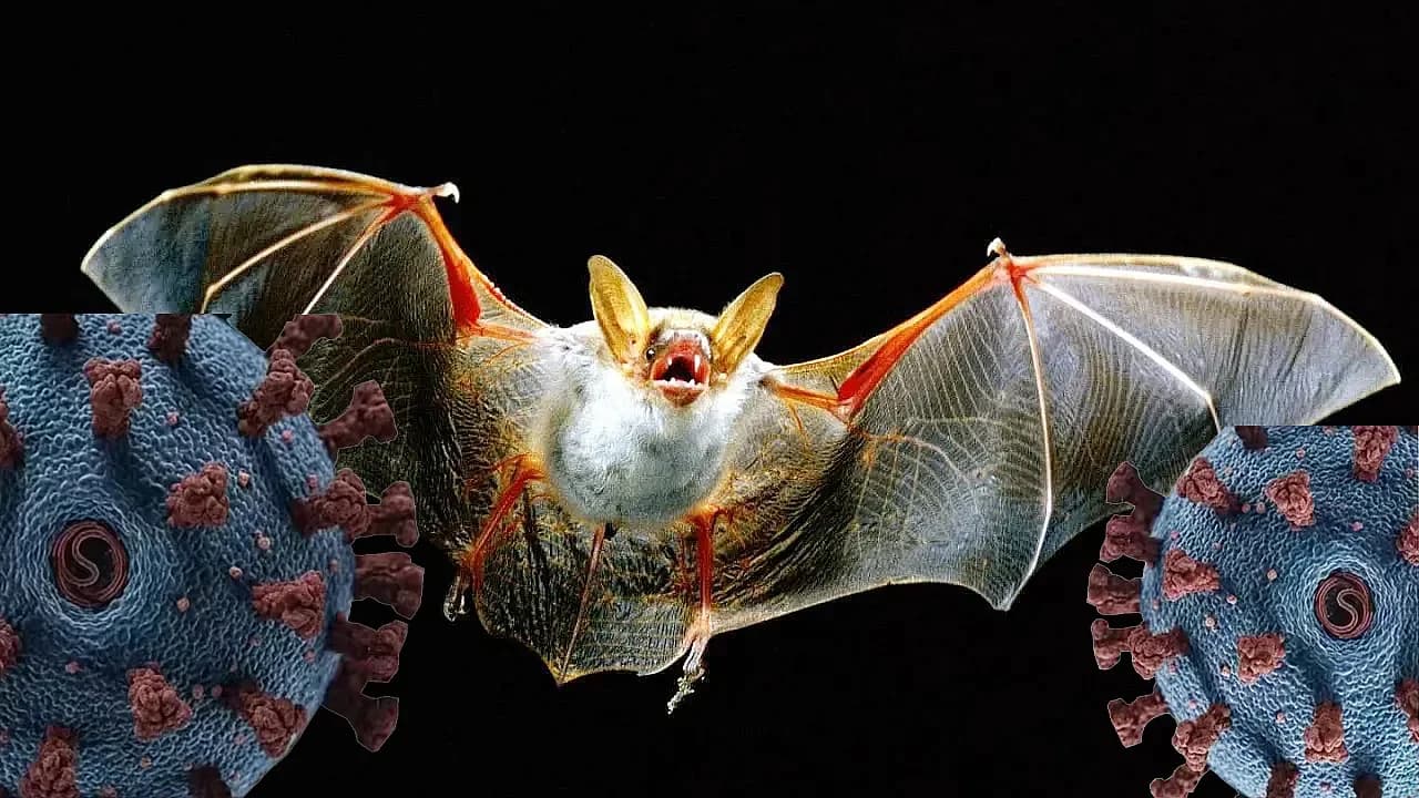 Hindistan'da Endişe Yaratan Tehlike: Nipah Virüsü Hakkında Bilinmesi Gerekenler