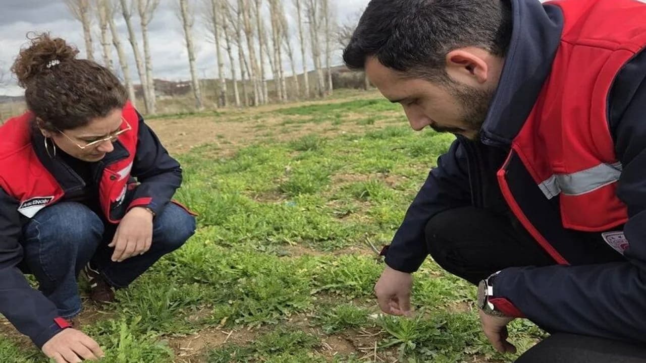 Afyonkarahisar Ovalarında Üretim Nöbeti: Hububat ve Haşhaş Sahaları Mercek Altında