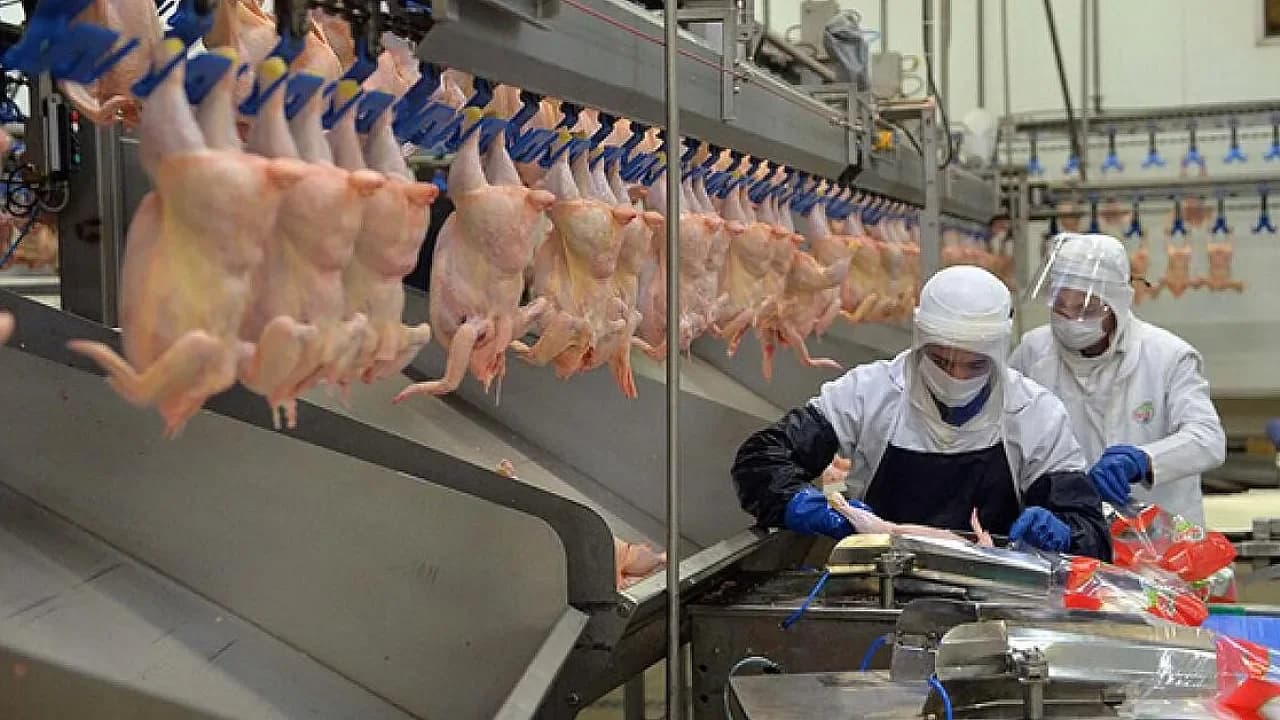 Bakanlık'tan 'Ramazan' Hamlesi: Tavuk İhracatına Fren Geldi