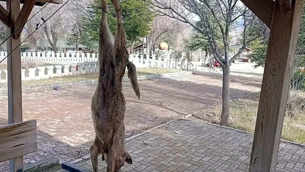 Bolvadin’de İnfial Yaratan Görüntü: Parkta Asılı Bulunan Köpek İçin Çok Yönlü Soruşturma